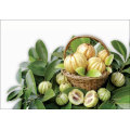 Garcinia Cambogia Extract / Hca